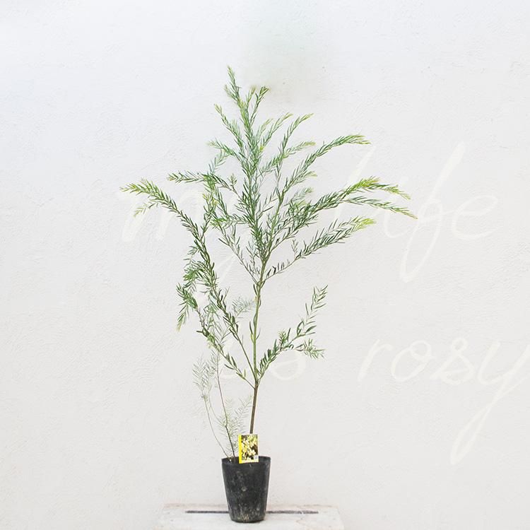 アカシア ブリスベーンの通信販売 ネットショップ 観葉植物 多肉植物 塊根植物の通販 ネットショップの The Farm Universal Online Store アカシア ブリスベーンの通信販売 ネットショップ 観葉植物 多肉植物 塊根植物の通販 ネットショップの The Farm Universal Online Store