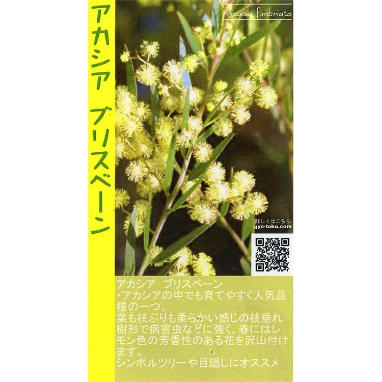 アカシア ブリスベーンの通信販売 ネットショップ 観葉植物 多肉植物 塊根植物の通販 ネットショップの The Farm Universal Online Store