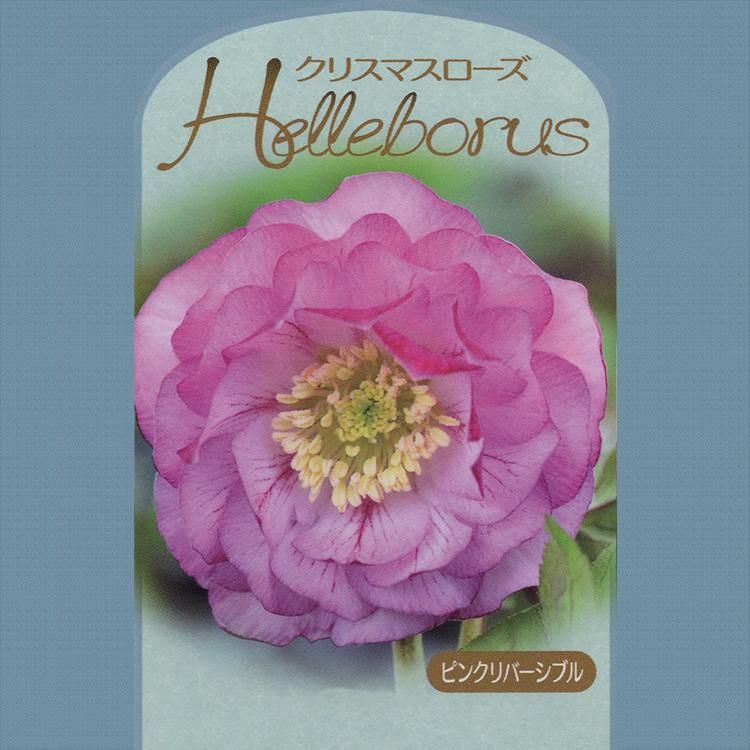 クリスマスローズの通信販売 ネットショップ 観葉植物 多肉植物 塊根植物の通販 ネットショップの The Farm Universal Online Store クリスマスローズの通信販売 ネットショップ 観葉植物 多肉植物 塊根植物の通販 ネットショップの The Farm Universal Online Store