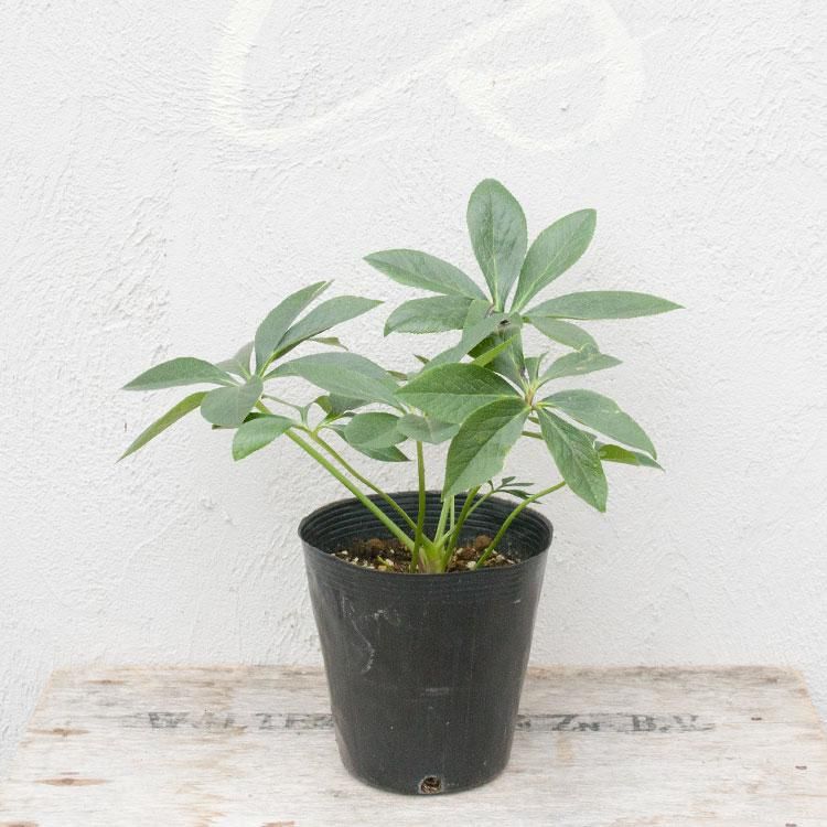 クリスマスローズの通信販売 ネットショップ 観葉植物 多肉植物 塊根植物の通販 ネットショップの The Farm Universal Online Store クリスマスローズの通信販売 ネットショップ 観葉植物 多肉植物 塊根植物の通販 ネットショップの The Farm Universal Online Store