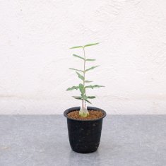 ペトペンチア ナタレンシスの通信販売・ネットショップ｜観葉植物・多肉植物、塊根植物の通販・ネットショップの『the Farm UNIVERSAL  ONLINE STORE』