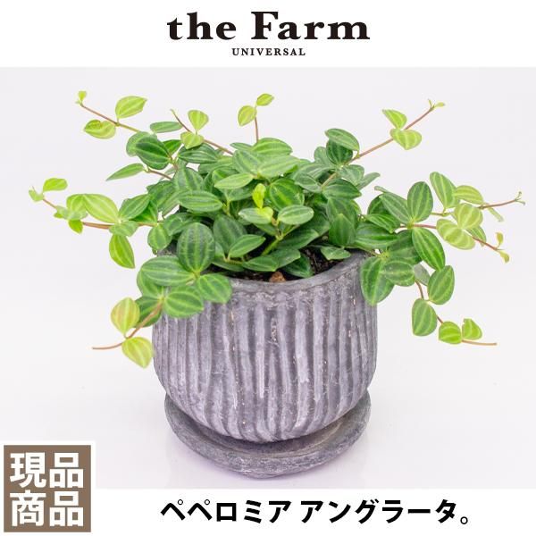 人気のペペロミア アングラータなどの多肉植物を通信販売 国内最大級のガーデンセンター The Farm Universal から人気の観葉植物 希少な塊根植物 珍しい多肉植物をお届けします