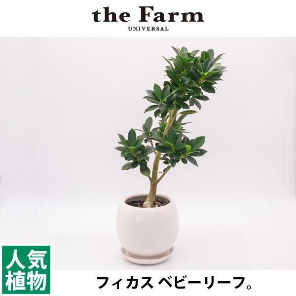 人気のフィカス ベビーリーフなどの観葉植物を通信販売 国内最大級のガーデンセンター The Farm Universal から人気の観葉植物 希少 な塊根植物 珍しい多肉植物をお届けします