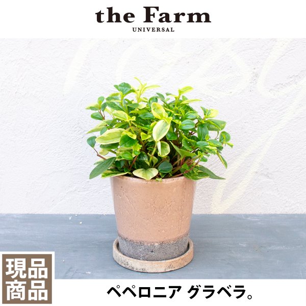 人気のペペロニア グラベラなどの多肉植物を通信販売 - 国内最大級のガーデンセンター「the Farm UNIVERSAL」から人気の観葉植物 、希少な塊根植物、珍しい多肉植物をお届けします。