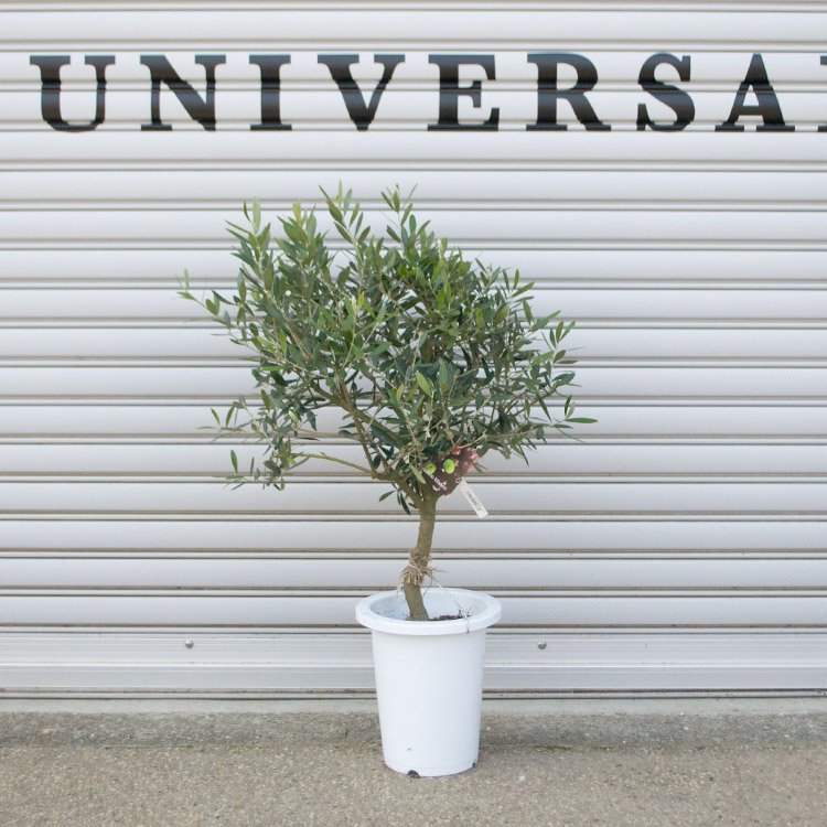 創樹のオリーブの通信販売 ネットショップ 観葉植物 多肉植物 塊根植物の通販 ネットショップの The Farm Universal Online Store