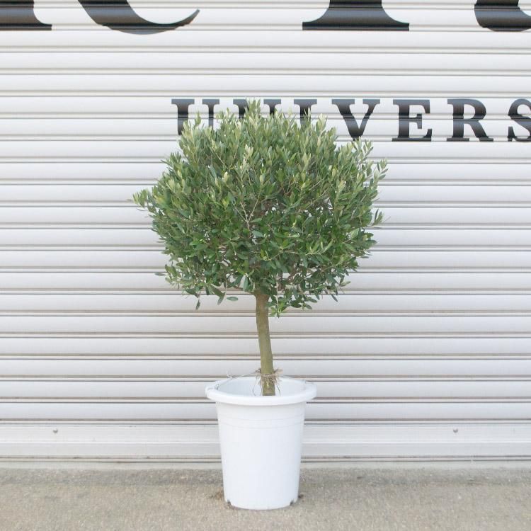 創樹のオリーブの通信販売 ネットショップ 観葉植物 多肉植物 塊根植物の通販 ネットショップの The Farm Universal Online Store 創樹のオリーブの通信販売 ネットショップ 観葉植物 多肉植物 塊根植物の通販 ネットショップの The Farm Universal Online Store