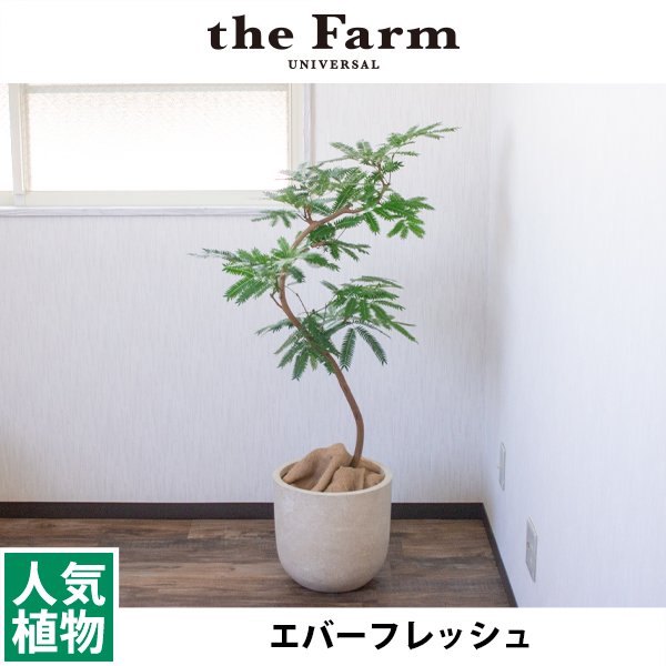 エバーフレッシュの通信販売・ネットショップ｜観葉植物・多肉植物、塊根植物の通販・ネットショップの『the Farm UNIVERSAL ONLINE  STORE』