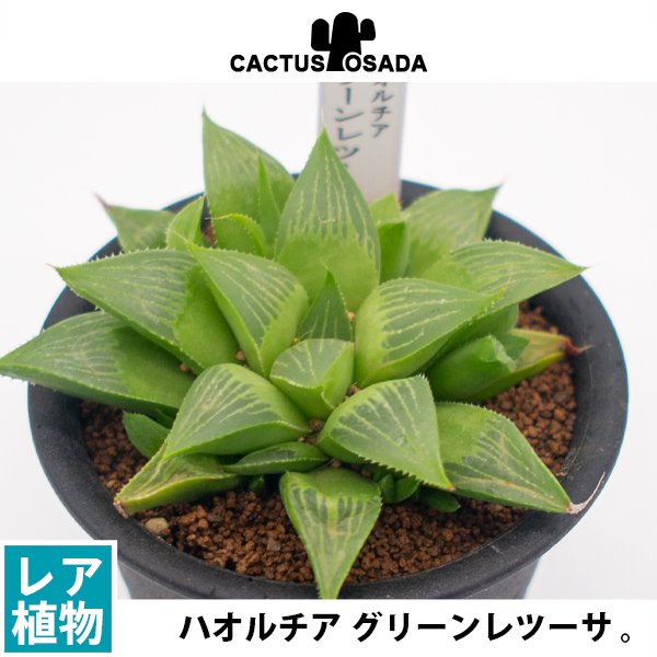 ハオルチア グリーンレツーサの通信販売・ネットショップ｜観葉植物・多肉植物、塊根植物の通販・ネットショップの『the Farm UNIVERSAL  ONLINE STORE』