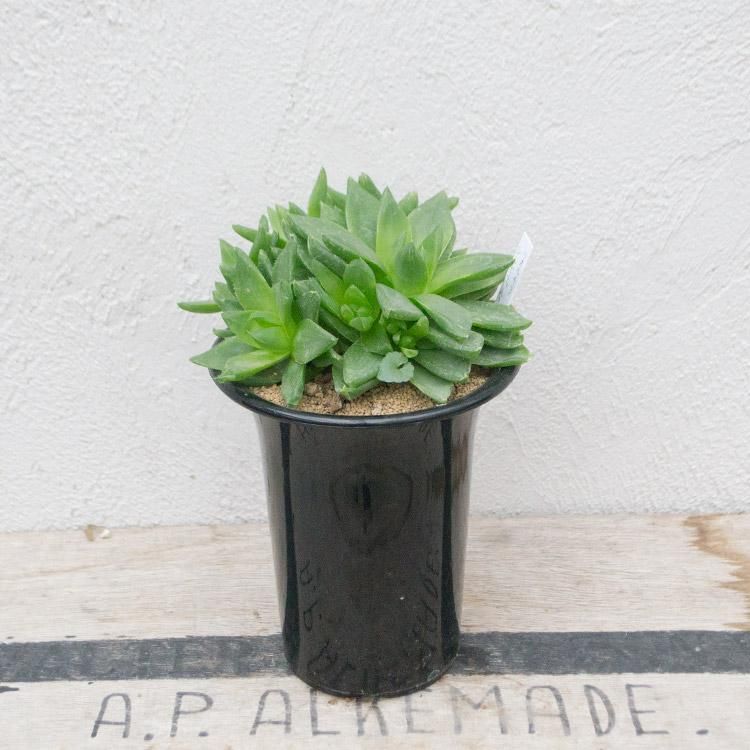 ハオルチア シンビフォルミスの通信販売 ネットショップ 観葉植物 多肉植物 塊根植物の通販 ネットショップの The Farm Universal Online Store ハオルチア シンビフォルミスの通信販売 ネットショップ 観葉植物 多肉植物 塊根植物の通販 ネットショップの The Farm Universal Online Store