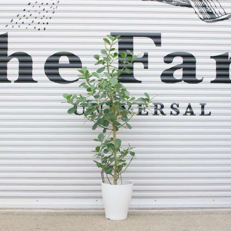 クルシア ロゼアの通信販売 ネットショップ 観葉植物 多肉植物 塊根植物の通販 ネットショップの The Farm Universal Online Store