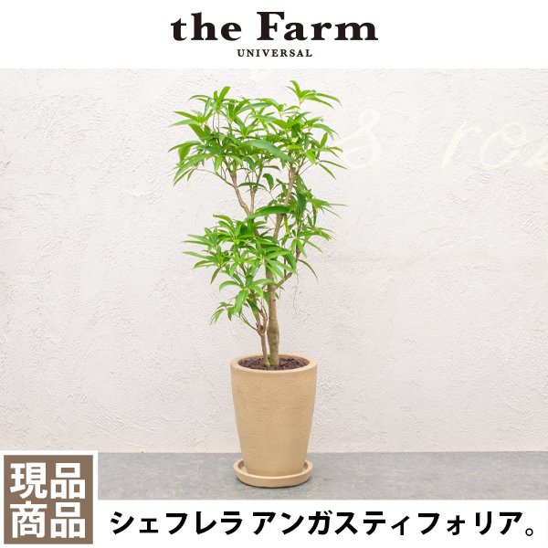 人気のシェフレラ アンガスティフォリアなどの観葉植物を通信販売