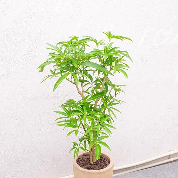 人気のシェフレラ アンガスティフォリアなどの観葉植物を通信販売 国内最大級のガーデンセンター The Farm Universal から人気の観葉植物 希少な塊根植物 珍しい多肉植物をお届けします 人気のシェフレラ アンガスティフォリアなどの観葉植物を通信販売 国内最大級のガーデンセンター The Farm Universal から人気の観葉植物 希少な塊根植物 珍しい多肉植物をお届けします