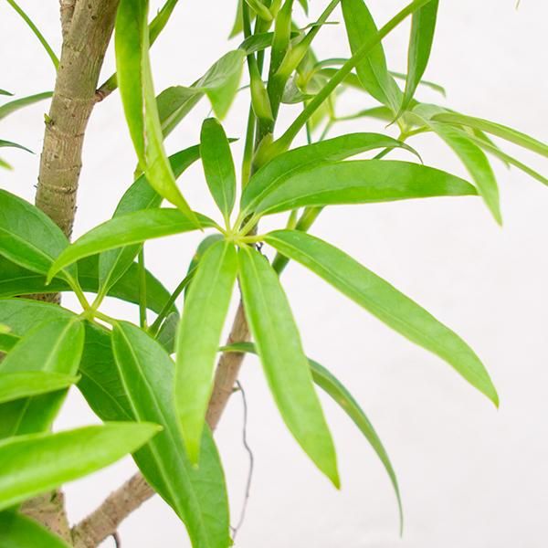 人気のシェフレラ アンガスティフォリアなどの観葉植物を通信販売 国内最大級のガーデンセンター The Farm Universal から人気の観葉植物 希少な塊根植物 珍しい多肉植物をお届けします 人気のシェフレラ アンガスティフォリアなどの観葉植物を通信販売 国内最大級のガーデンセンター The Farm Universal から人気の観葉植物 希少な塊根植物 珍しい多肉植物をお届けします