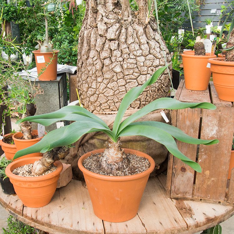 ブルンスウィギア グランディフロラ 観葉植物 多肉植物 塊根植物の通販 ネットショップ The Farm Universal Online Store