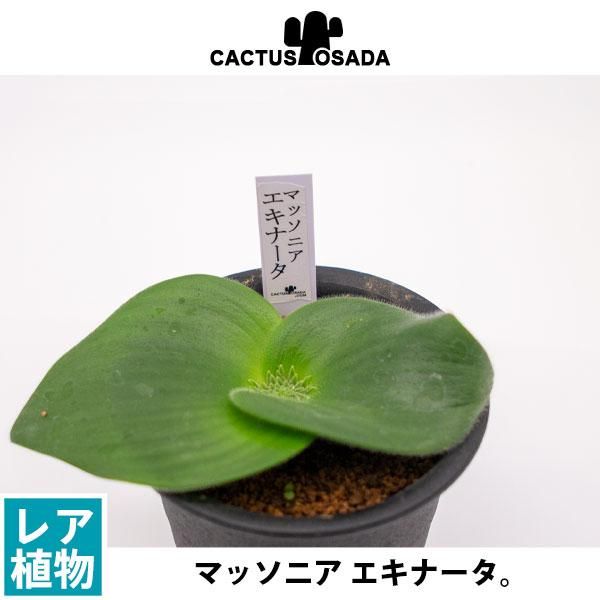 マッソニア エキナータの通信販売 ネットショップ 観葉植物 多肉植物 塊根植物の通販 ネットショップの The Farm Universal Online Store