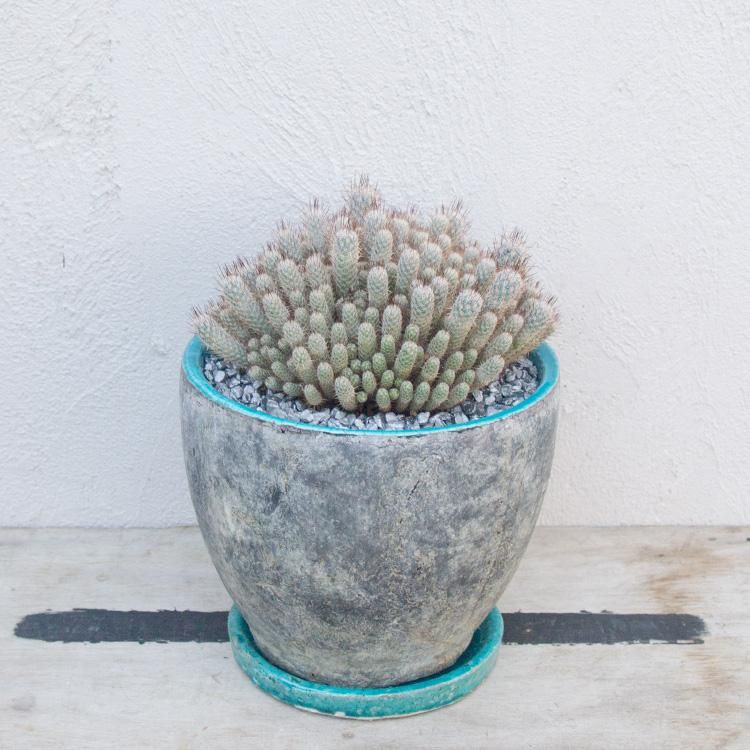 専用 多肉植物 大き目❁︎フラメンコ錦 未発根