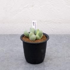 エケベリア ルンヨニー フロスティー石化の通信販売 ネットショップ 観葉植物 多肉植物 塊根植物の通販 ネットショップの The Farm Universal Online Store エケベリア ルンヨニー フロスティー石化の通信販売 ネットショップ 観葉植物 多肉植物 塊根植物の通販 ネットショップの The Farm Universal Online Store