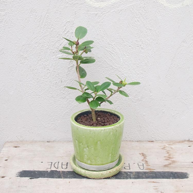 パンダ ガジュマルの通信販売 ネットショップ 観葉植物 多肉植物 塊根植物の通販 ネットショップの The Farm Universal Online Store パンダ ガジュマルの通信販売 ネットショップ 観葉植物 多肉植物 塊根植物の通販 ネットショップの The Farm Universal Online Store