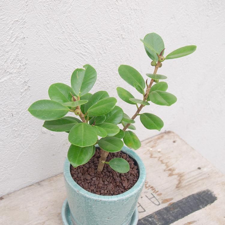 パンダ ガジュマルの通信販売 ネットショップ 観葉植物 多肉植物 塊根植物の通販 ネットショップの The Farm Universal Online Store