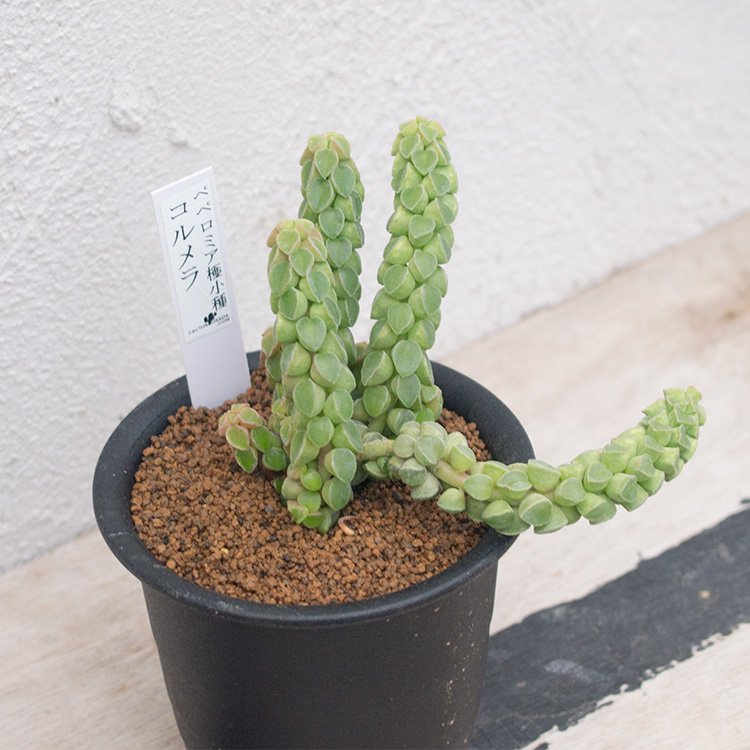 ペペロミア極小種 コルメラの通信販売・ネットショップ｜観葉植物・多肉植物、塊根植物の通販・ネットショップの『the Farm UNIVERSAL  ONLINE STORE』