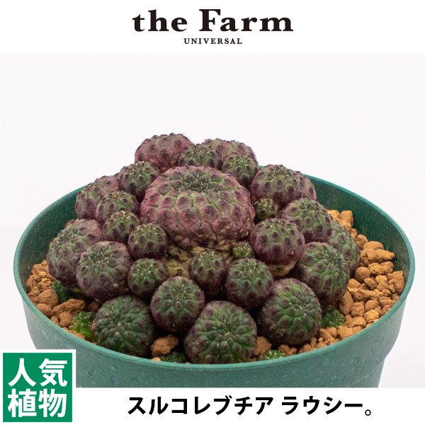 スルコレブチア ラウシーの通信販売・ネットショップ｜観葉植物 