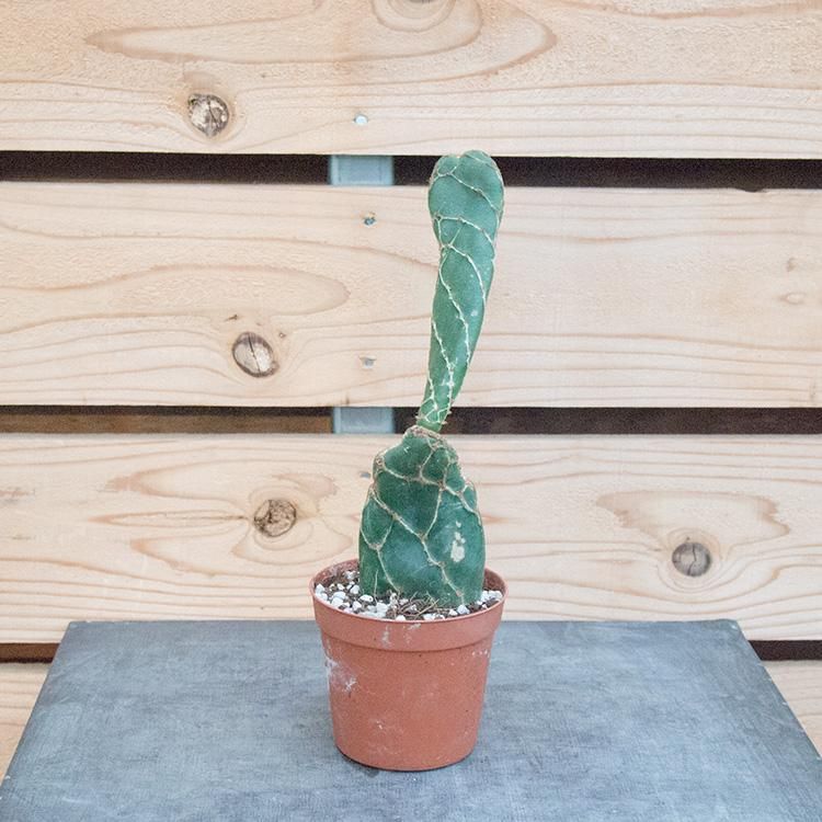 オプンチア ゼブリナ レティキュラータの通信販売 ネットショップ 観葉植物 多肉植物 塊根植物の通販 ネットショップの The Farm Universal Online Store オプンチア ゼブリナ レティキュラータの通信販売 ネットショップ 観葉植物 多肉植物 塊根植物の通販 ネットショップの The Farm Universal Online Store