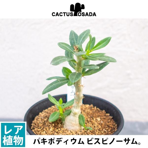 パキポディウム ビスピノーサムの通信販売 ネットショップ 観葉植物 多肉植物 塊根植物の通販 ネットショップの The Farm Universal Online Store