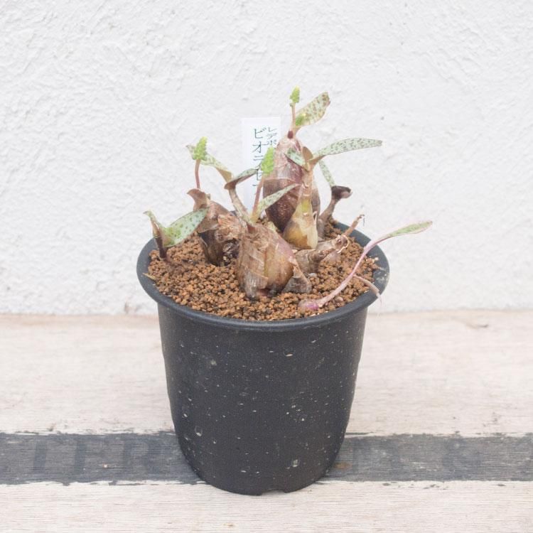 レデボウレア ソシアリス ビオラセア 豹紋 寄せ植え 抜き苗 豹柄がかっこいい✨豹紋❣️（レデボウリア ソシアリス