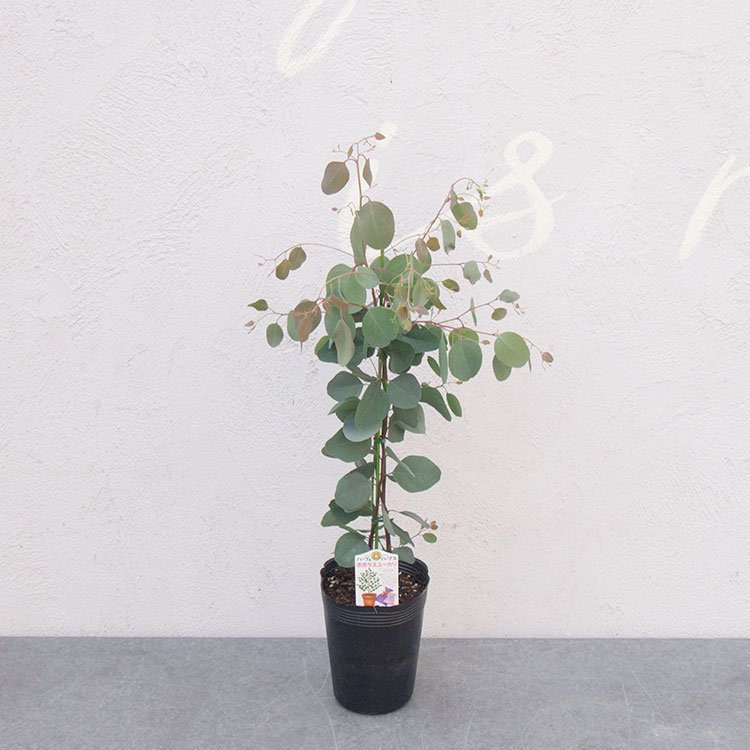 ユーカリ ポポラス - 観葉植物・多肉植物・塊根植物の通販・ネット