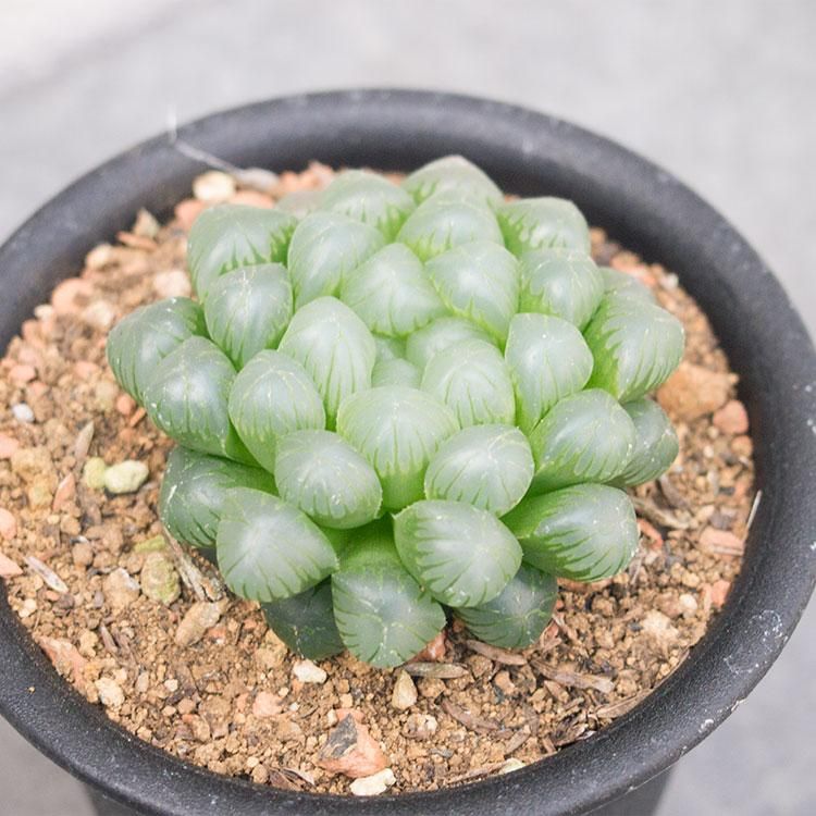 人気のハオルチア うすむらさきオブツーサなどの多肉植物を通信販売 国内最大級のガーデンセンター The Farm Universal から人気の観葉植物 希少な塊根植物 珍しい多肉植物をお届けします 人気のハオルチア うすむらさきオブツーサなどの多肉植物を通信販売 国内最大級のガーデンセンター The Farm Universal から人気の観葉植物 希少な塊根植物 珍しい多肉植物をお届けします