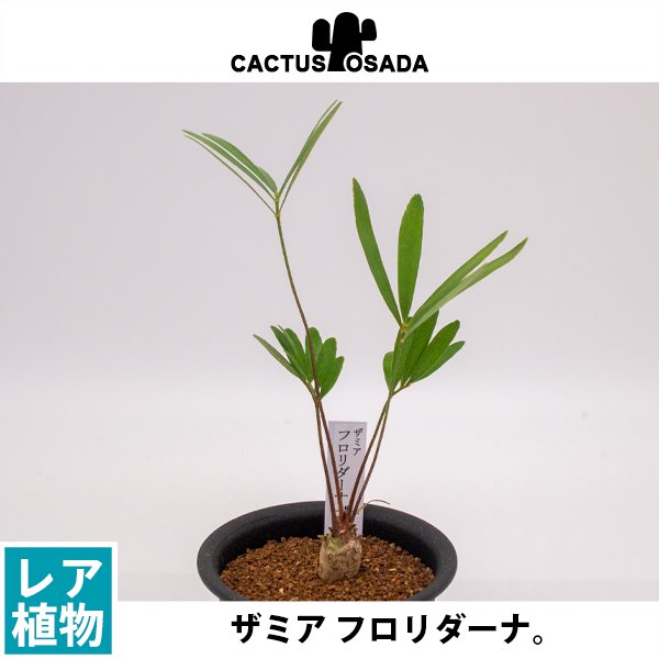 ザミア フロリダーナの通信販売・ネットショップ｜観葉植物・多肉植物