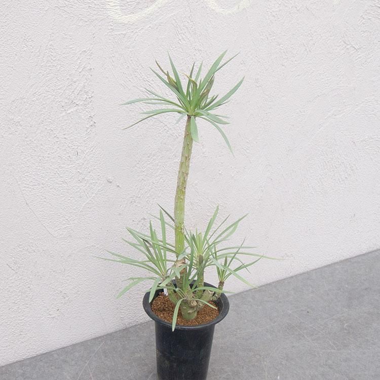 セネシオ モンキーツリーの通信販売 ネットショップ 観葉植物 多肉植物 塊根植物の通販 ネットショップの The Farm Universal Online Store セネシオ モンキーツリーの通信販売 ネットショップ 観葉植物 多肉植物 塊根植物の通販 ネットショップの The Farm Universal Online Store