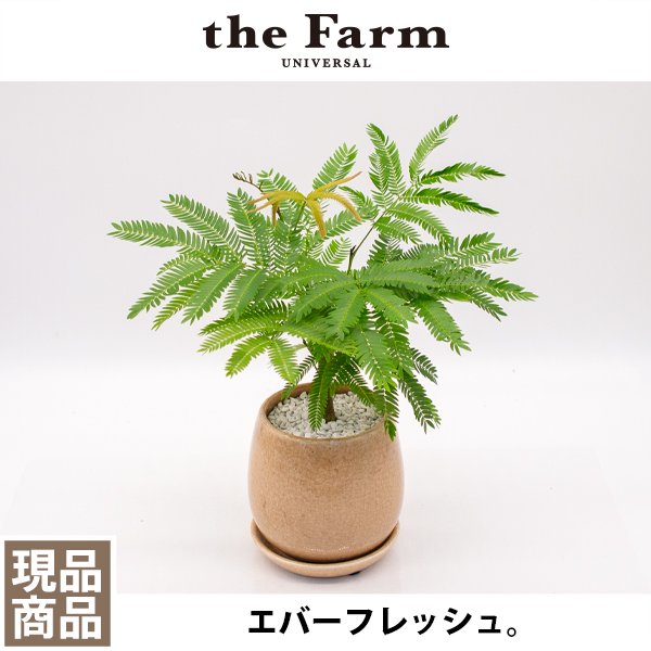 エバーフレッシュの通信販売・ネットショップ｜観葉植物・多肉植物、塊根植物の通販・ネットショップの『the Farm UNIVERSAL ONLINE  STORE』