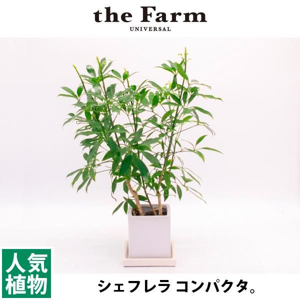 人気のシェフレラ コンパクタなどの多肉植物を通信販売 国内最大級のガーデンセンター The Farm Universal から人気の観葉植物 希少な塊根植物 珍しい多肉植物をお届けします