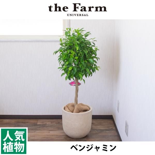 ベンジャミンの通信販売 ネットショップ 観葉植物 多肉植物 塊根植物の通販 ネットショップの The Farm Universal Online Store