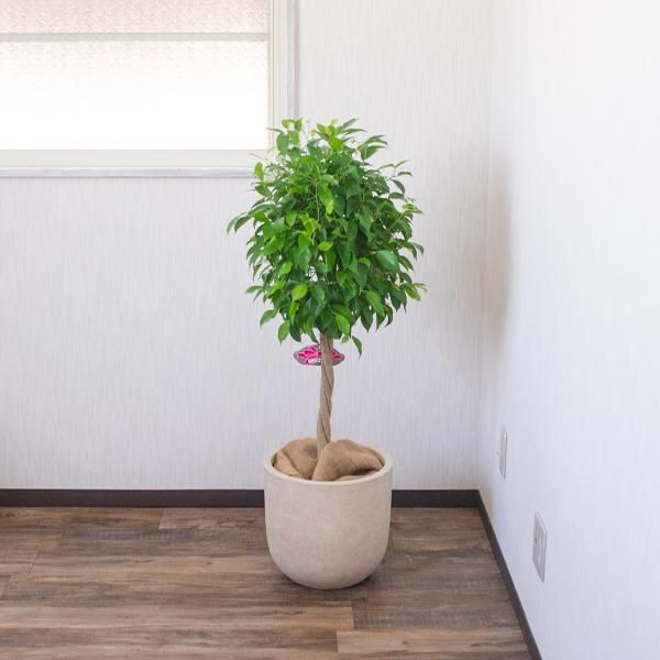 ベンジャミンの通信販売 ネットショップ 観葉植物 多肉植物 塊根植物の通販 ネットショップの The Farm Universal Online Store ベンジャミンの通信販売 ネットショップ 観葉植物 多肉植物 塊根植物の通販 ネットショップの The Farm Universal Online Store
