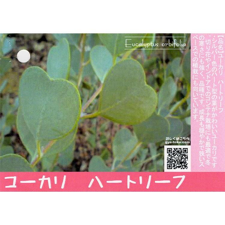 ユーカリ ハートリーフ 観葉植物 多肉植物 塊根植物の通販 ネットショップ The Farm Universal Online Store