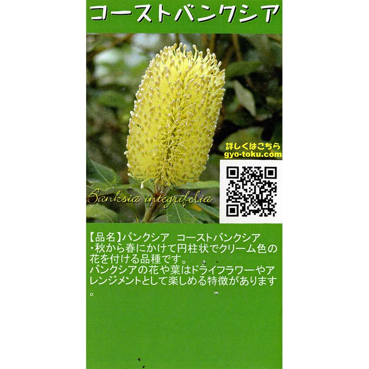 コーストバンクシアの通信販売・ネットショップ｜観葉植物・多肉植物