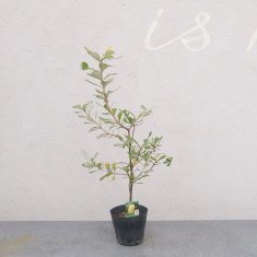 ウォールムバンクシアの通信販売・ネットショップ｜観葉植物・多肉植物