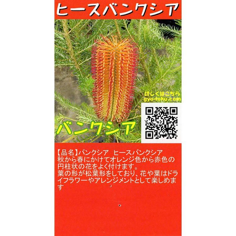 新鮮なバンクシア 花 言葉 最高の花の画像