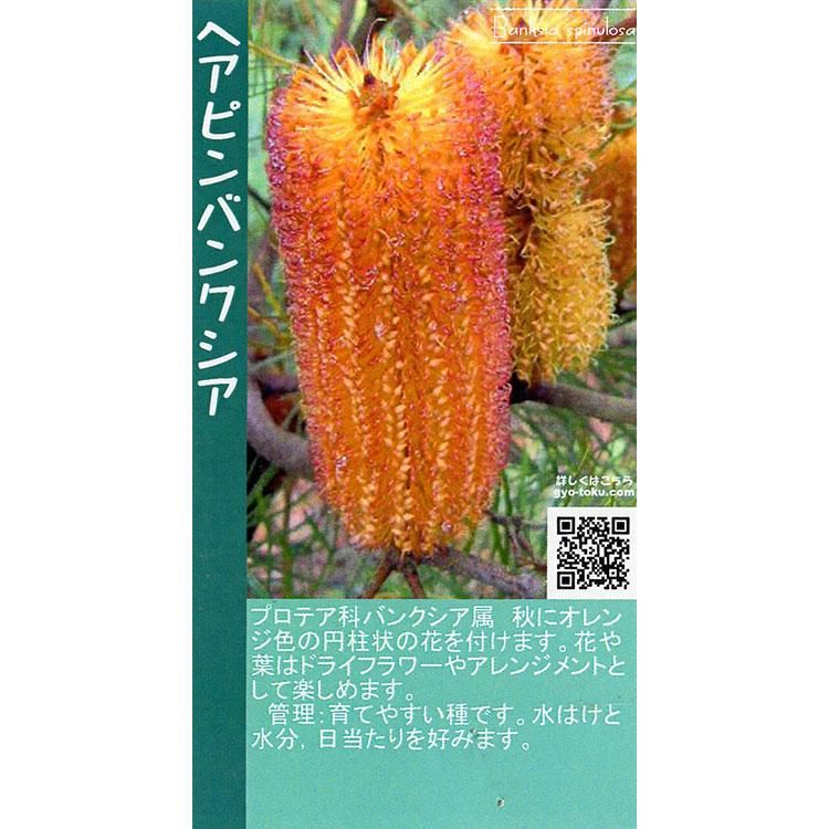 ヘアピンバンクシア 観葉植物 多肉植物 塊根植物の通販 ネットショップ The Farm Universal Online Store