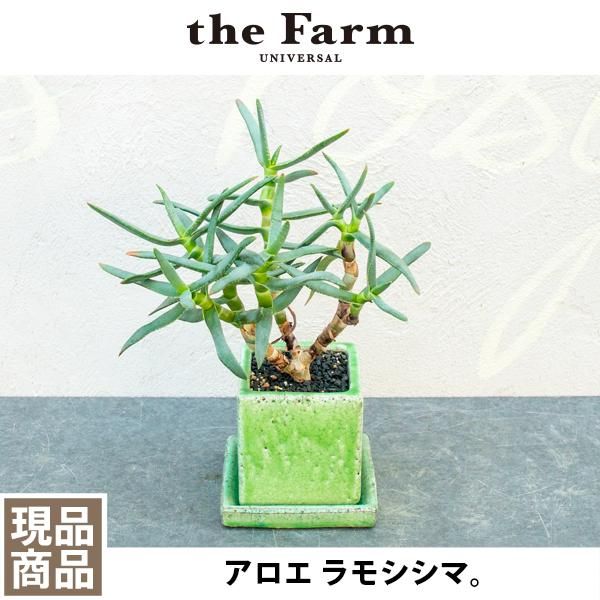 アロエ ラモシシマの通信販売 ネットショップ 観葉植物 多肉植物 塊根植物の通販 ネットショップの The Farm Universal Online Store