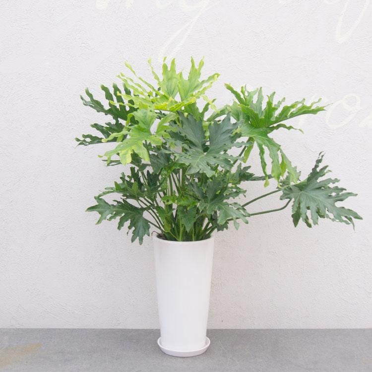 フィロデンドロン ホープ 観葉植物 多肉植物 塊根植物の通販 ネットショップ The Farm Universal Online Store