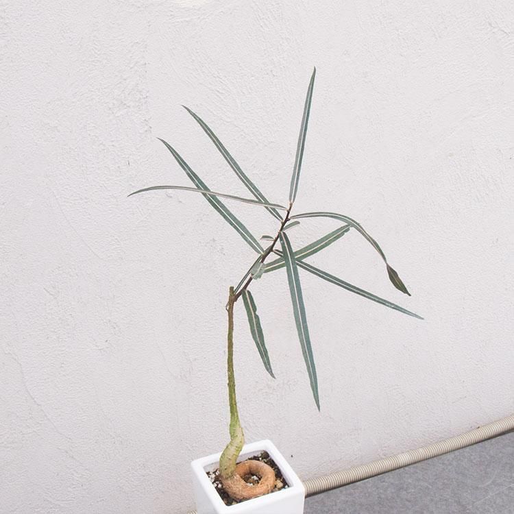 ボトルツリー 観葉植物 多肉植物 塊根植物の通販 ネットショップ The Farm Universal Online Store ボトルツリー 観葉植物 多肉植物 塊根植物の通販 ネットショップ The Farm Universal Online Store