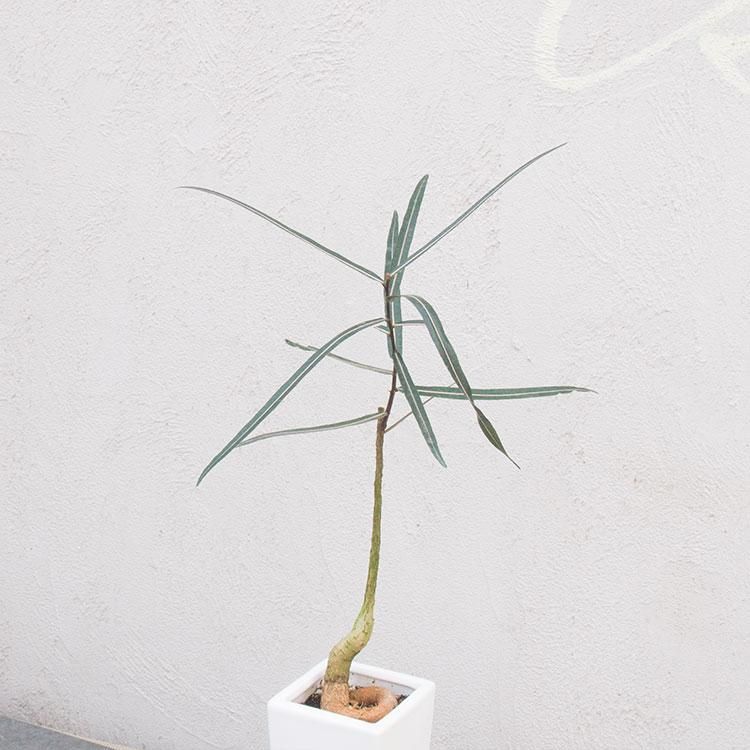 ボトルツリー 観葉植物 多肉植物 塊根植物の通販 ネットショップ The Farm Universal Online Store ボトルツリー 観葉植物 多肉植物 塊根植物の通販 ネットショップ The Farm Universal Online Store