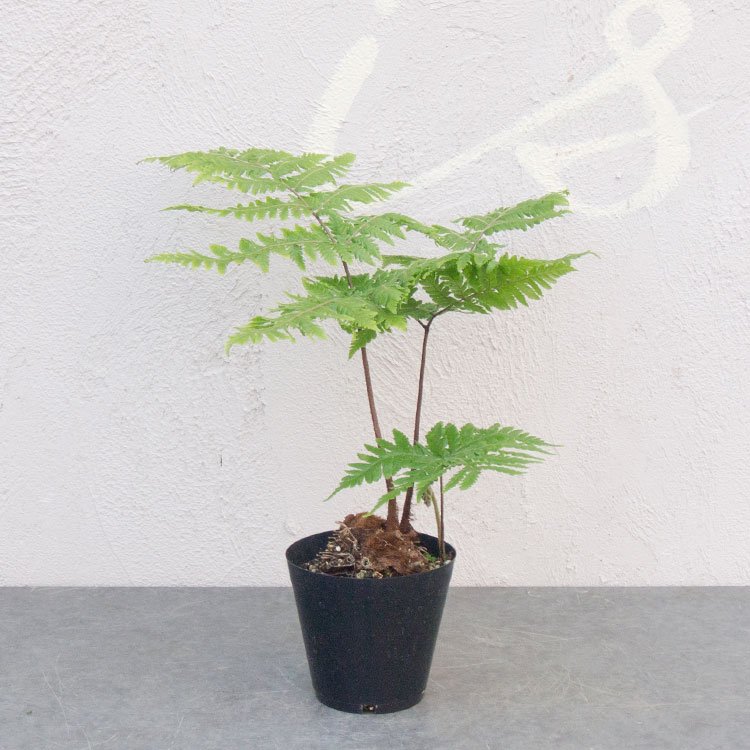 タカワラビ - 観葉植物・多肉植物・塊根植物の通販・ネットショップ 