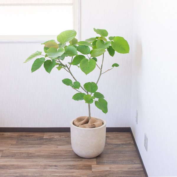 ウンベラータの通信販売・ネットショップ｜観葉植物・多肉植物、塊根植物の通販・ネットショップの『the Farm UNIVERSAL ONLINE  STORE』