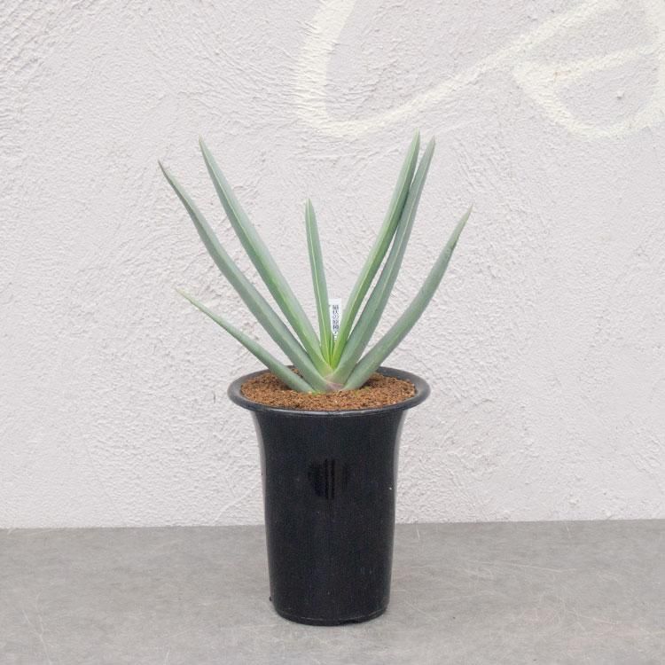 扇状の原種アロエ プリカティリスの通信販売 ネットショップ 観葉植物 多肉植物 塊根植物の通販 ネットショップの The Farm Universal Online Store 扇状の原種アロエ プリカティリスの通信販売 ネットショップ 観葉植物 多肉植物 塊根植物の通販 ネットショップの The Farm Universal Online Store
