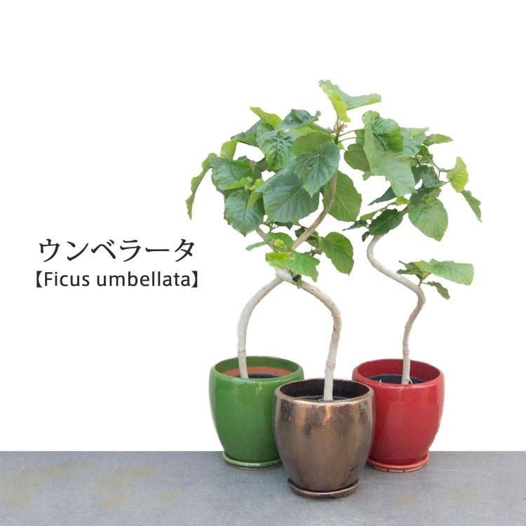 鉢とデコレーションが選べる ウンベラータ 螺旋 観葉植物 多肉植物 塊根植物の通販 ネットショップ The Farm Universal Online Store 鉢とデコレーションが選べる ウンベラータ 螺旋 観葉植物 多肉植物 塊根植物の通販 ネットショップ The Farm Universal Online Store