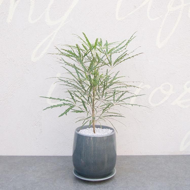 アラレアの通信販売 ネットショップ 観葉植物 多肉植物 塊根植物の通販 ネットショップの The Farm Universal Online Store アラレアの通信販売 ネットショップ 観葉植物 多肉植物 塊根植物の通販 ネットショップの The Farm Universal Online Store